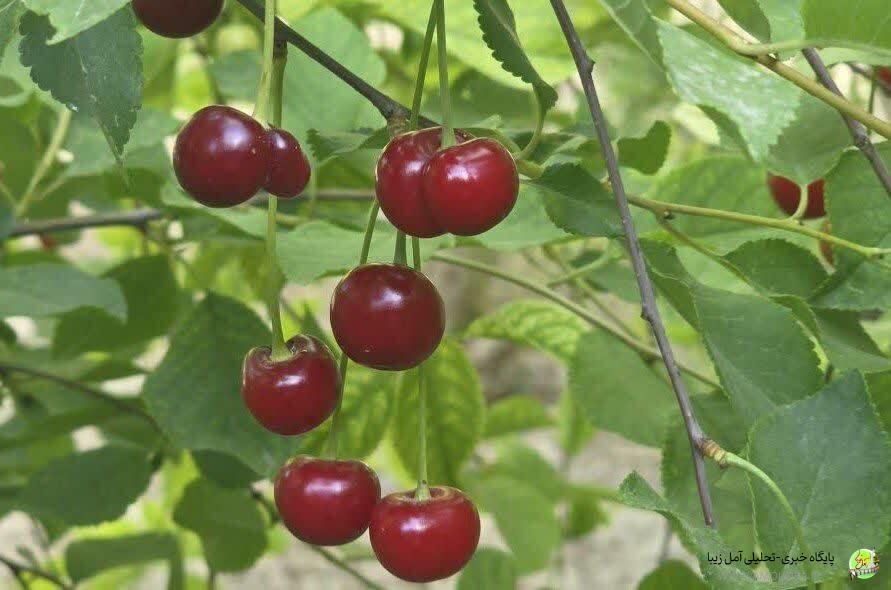 برداشت ۲۰۰۰ تن آلبالو از باغهای آمل